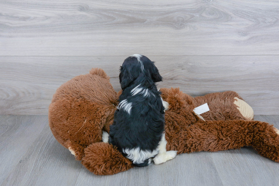 Little Cavalier King Charles Spaniel Purebred Pup