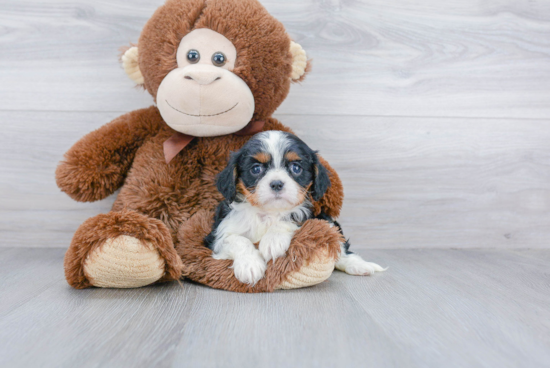 Cavalier King Charles Spaniel Pup Being Cute