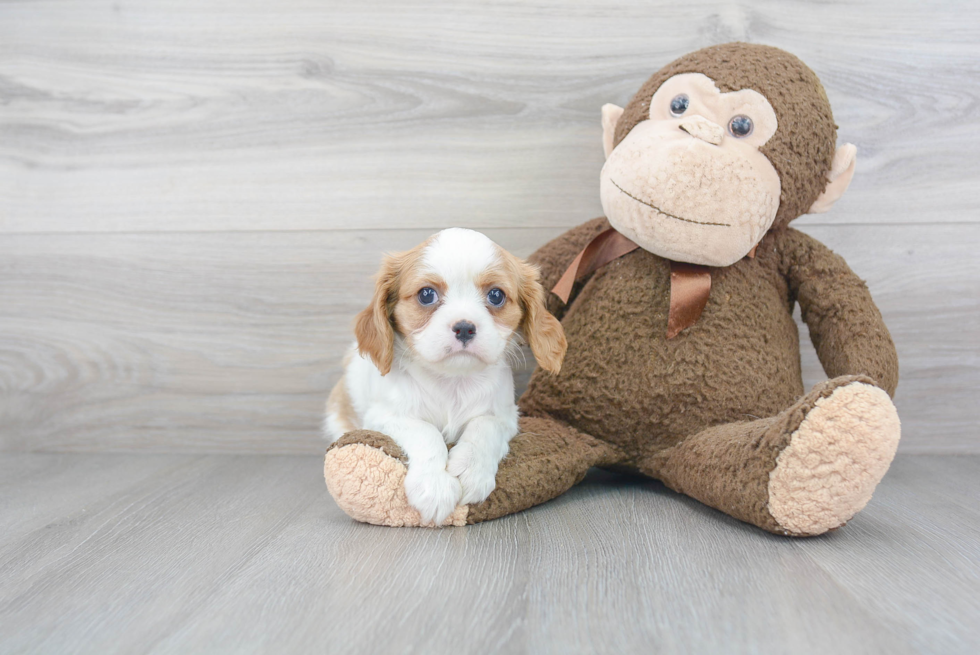 Little Cavalier King Charles Spaniel Baby