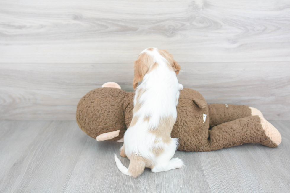 Cavalier King Charles Spaniel Pup Being Cute