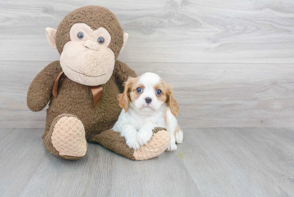 Funny Cavalier King Charles Spaniel Baby