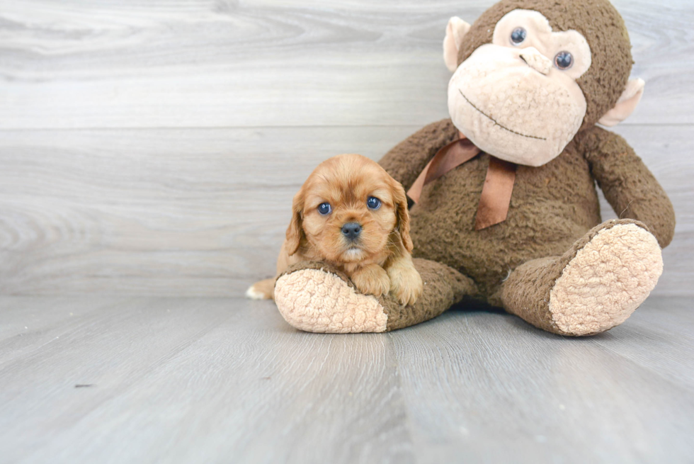 Funny Cavalier King Charles Spaniel Baby