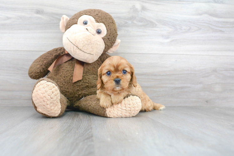 Playful Cavalier King Charles Spaniel Purebred Pup