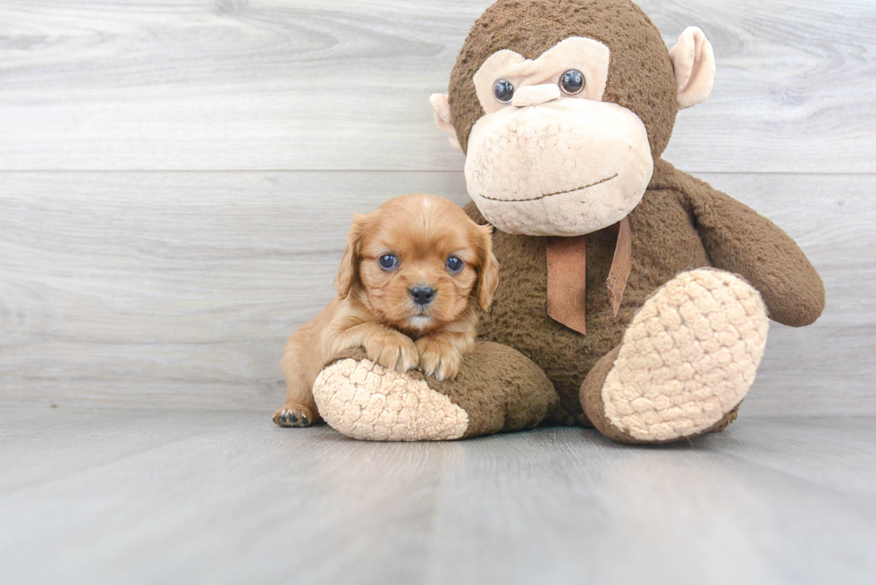 Cavalier King Charles Spaniel Pup Being Cute