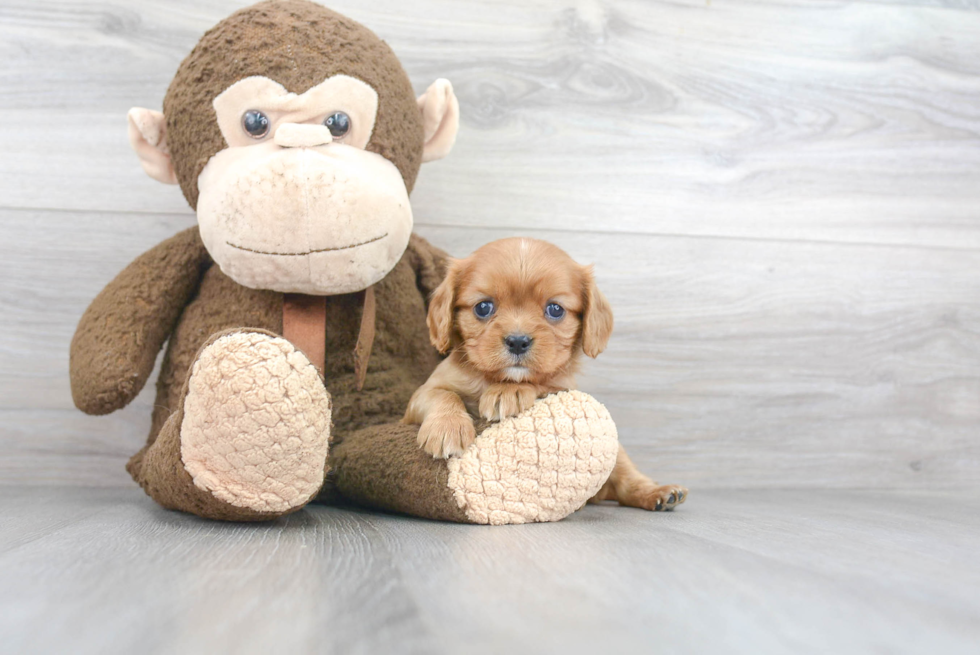 Cavalier King Charles Spaniel Pup Being Cute