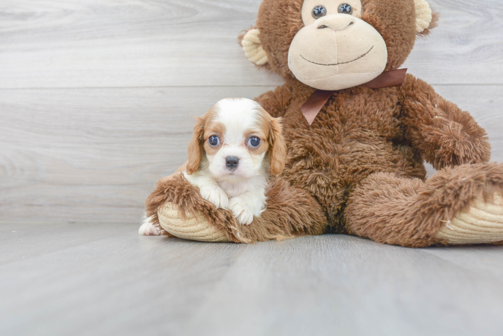 Happy Cavalier King Charles Spaniel Purebred Puppy