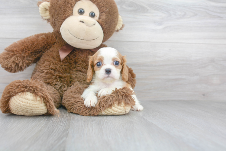 Akc Registered Cavalier King Charles Spaniel Baby