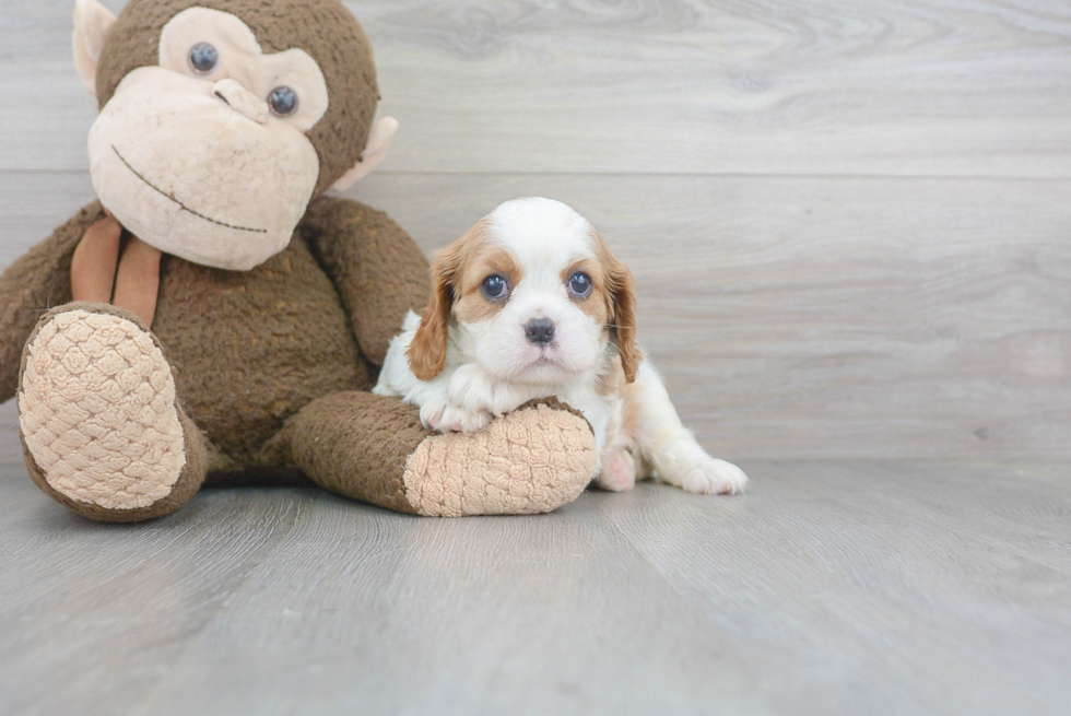 Cavalier King Charles Spaniel Puppy for Adoption