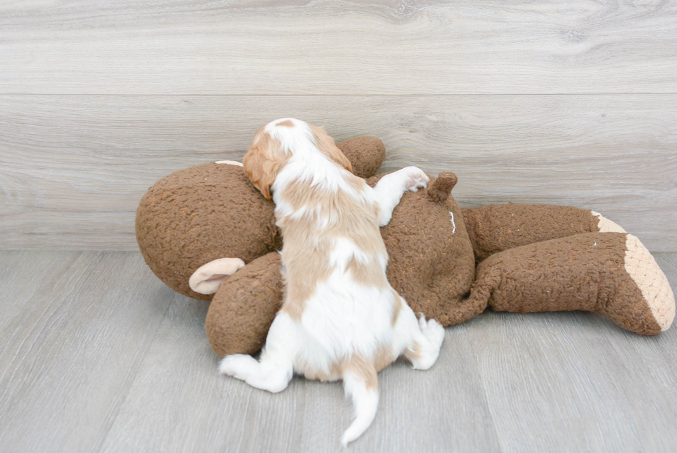 Little Cavalier King Charles Spaniel Purebred Pup