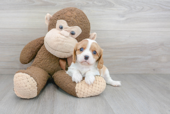 Hypoallergenic Cavalier King Charles Spaniel Baby