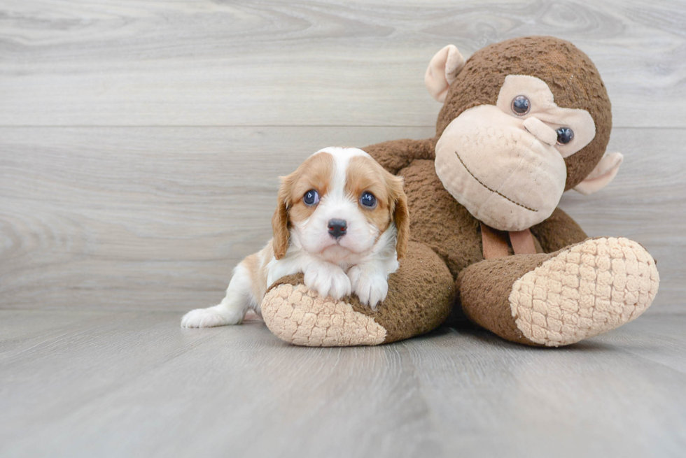 Cavalier King Charles Spaniel Puppy for Adoption