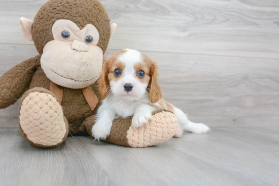 Funny Cavalier King Charles Spaniel Baby