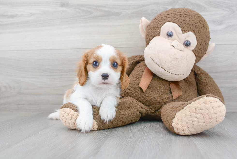 Funny Cavalier King Charles Spaniel Baby