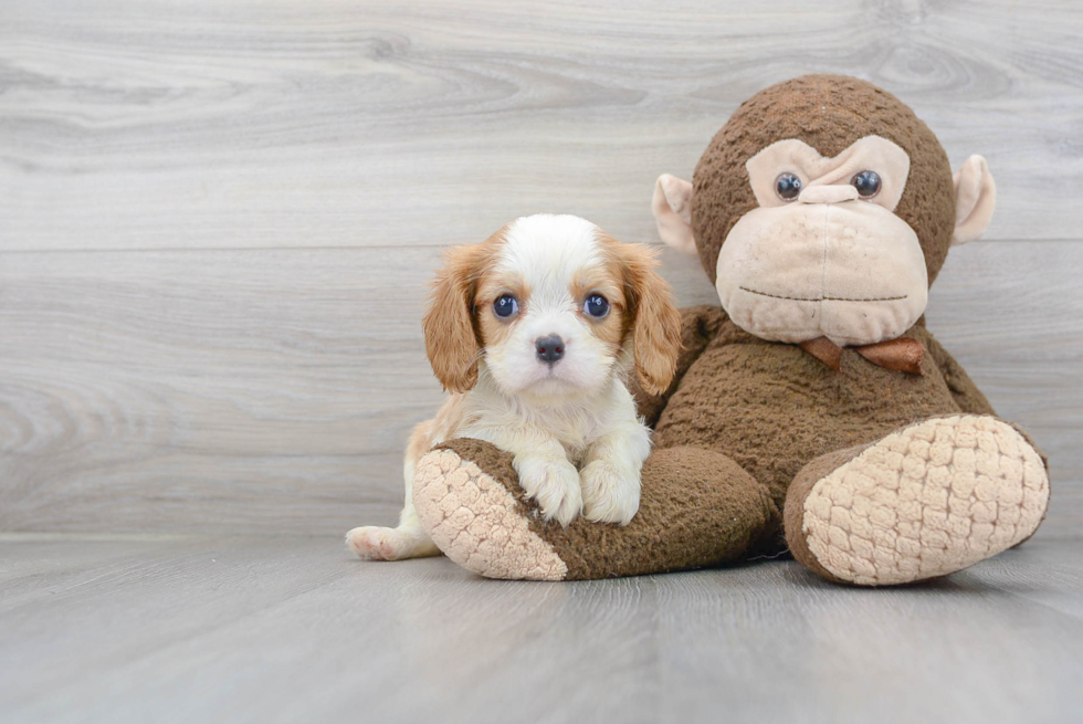 Petite Cavalier King Charles Spaniel Purebred Puppy