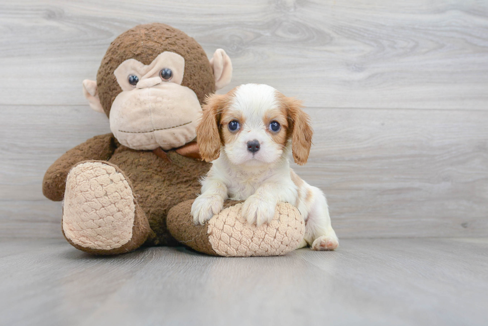 Cavalier King Charles Spaniel Puppy for Adoption