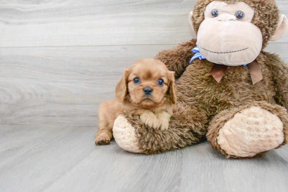 Cavalier King Charles Spaniel Pup Being Cute