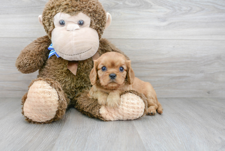 Cavalier King Charles Spaniel Pup Being Cute