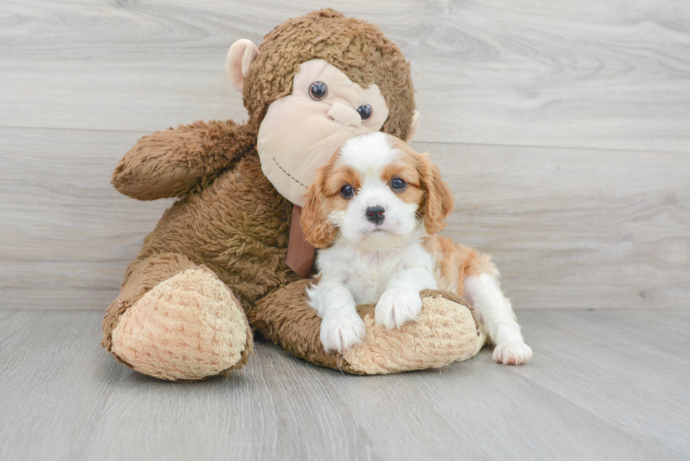 Best Cavalier King Charles Spaniel Baby