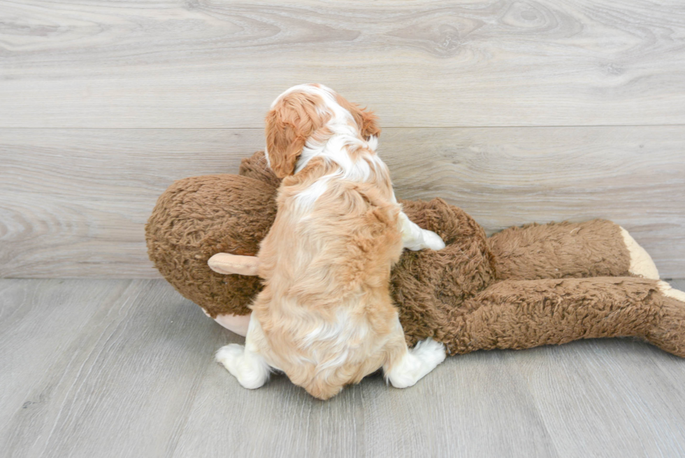 Cavalier King Charles Spaniel Pup Being Cute