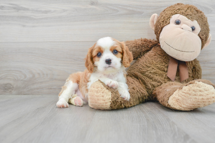 Funny Cavalier King Charles Spaniel Baby