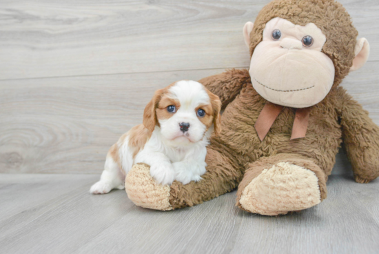 Energetic Cavalier King Charles Spaniel Purebred Puppy