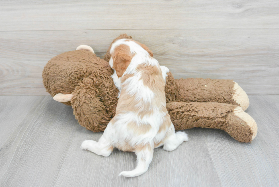 Happy Cavalier King Charles Spaniel Purebred Puppy