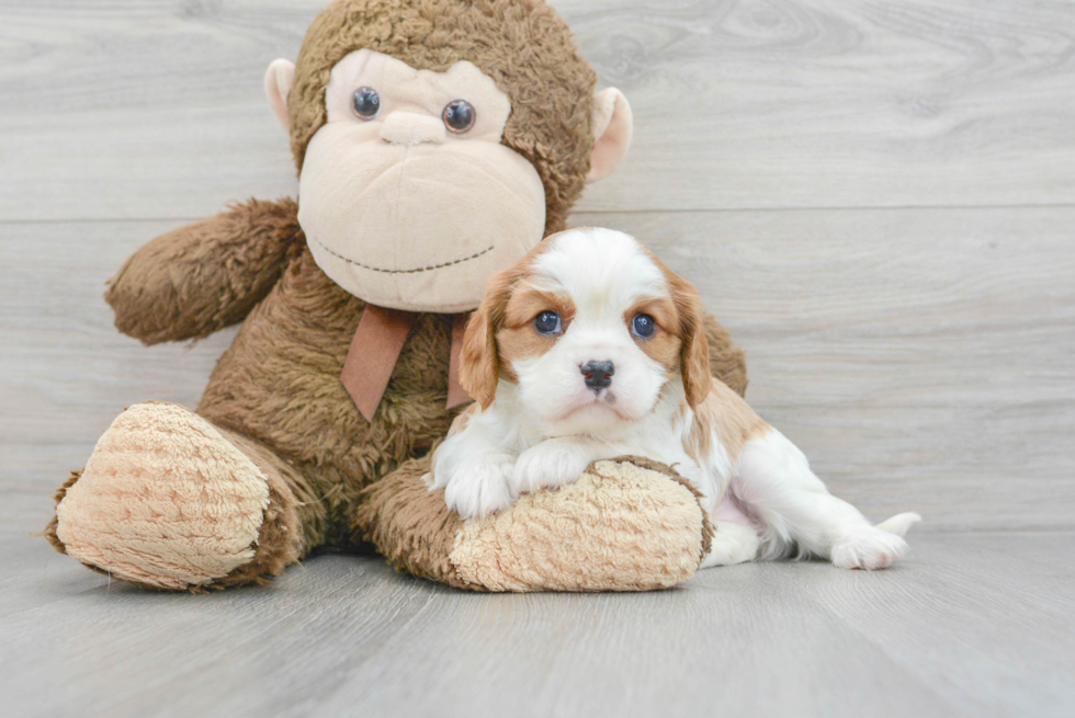 Friendly Cavalier King Charles Spaniel Purebred Pup