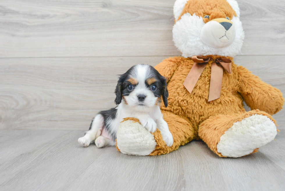 Friendly Cavalier King Charles Spaniel Baby