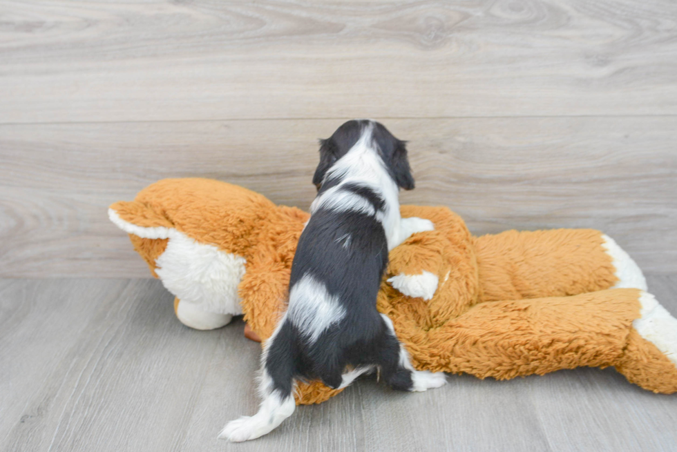 Best Cavalier King Charles Spaniel Baby