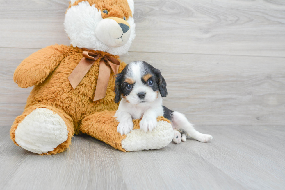 Best Cavalier King Charles Spaniel Baby