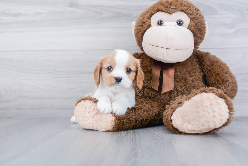 Funny Cavalier King Charles Spaniel Purebred Pup