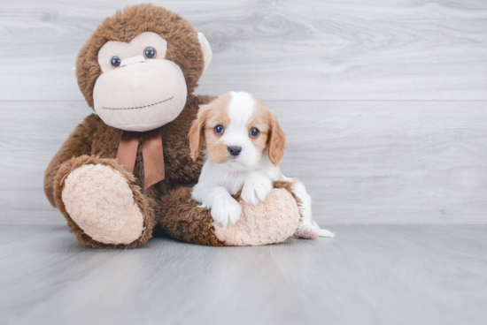 Akc Registered Cavalier King Charles Spaniel Purebred Pup