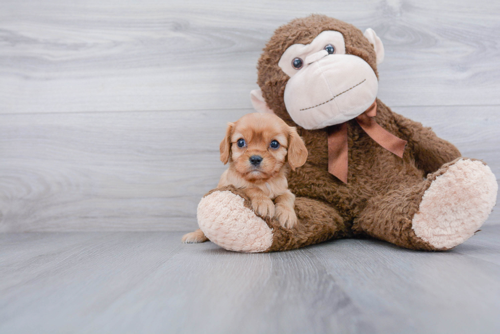 Playful Cavalier King Charles Spaniel Purebred Pup