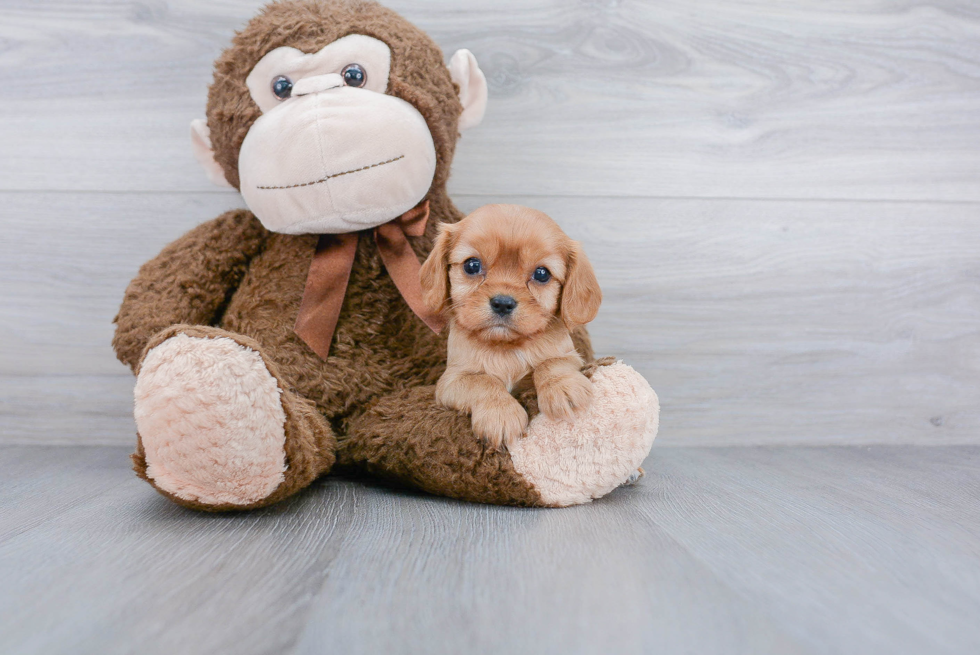 Cavalier King Charles Spaniel Pup Being Cute