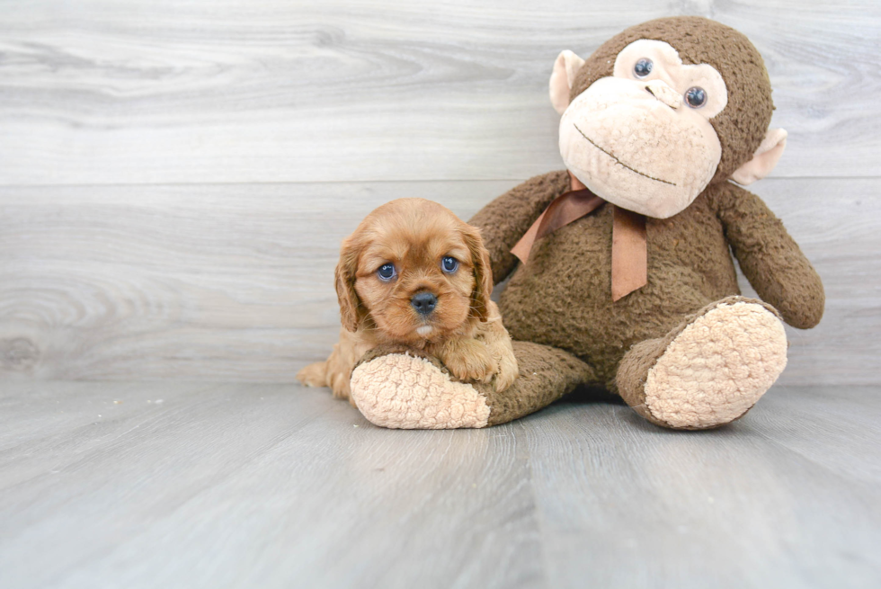 Small Cavalier King Charles Spaniel Purebred Pup