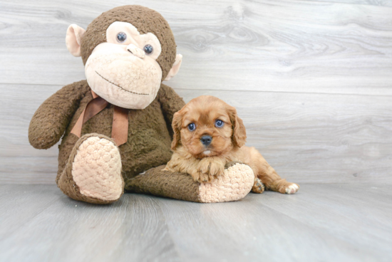 Cavalier King Charles Spaniel Puppy for Adoption