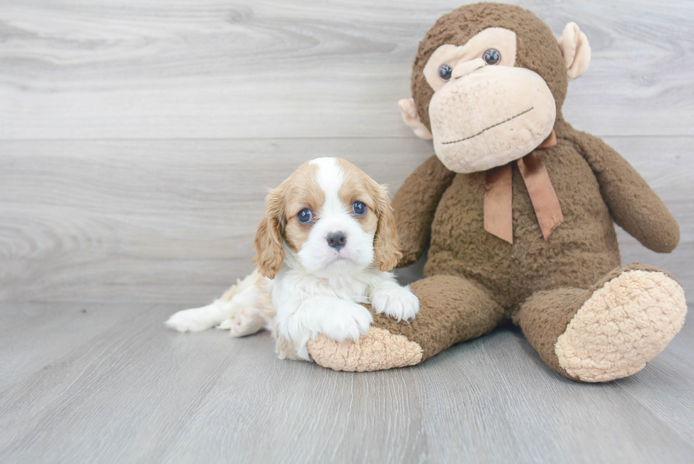 Playful Cavalier King Charles Spaniel Purebred Pup