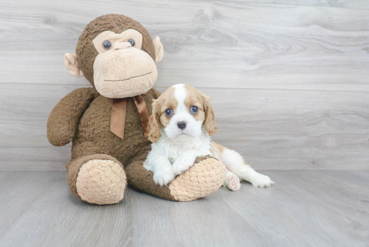 Funny Cavalier King Charles Spaniel Purebred Pup