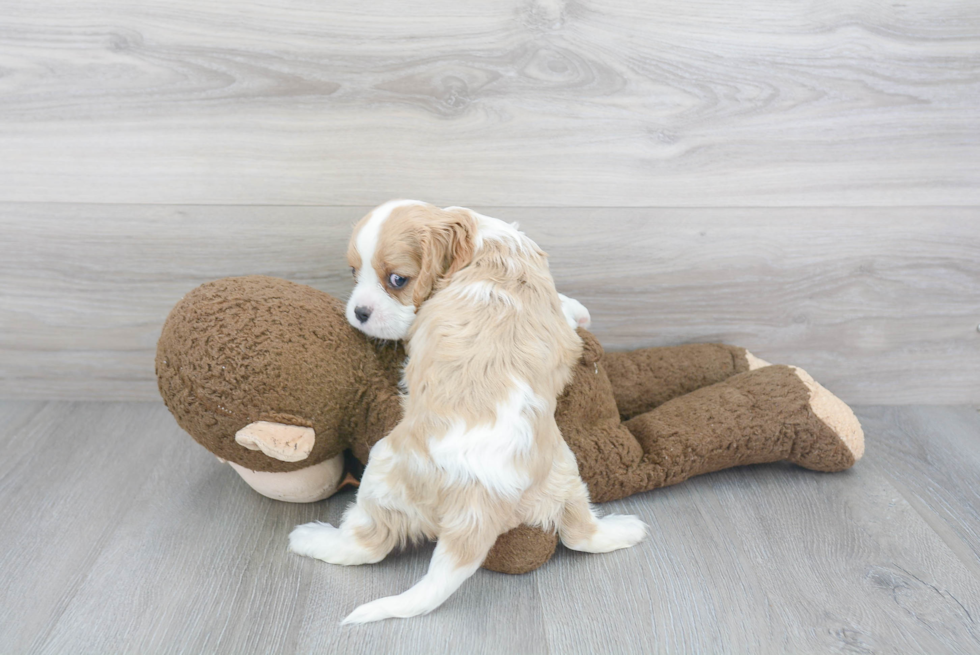 Cavalier King Charles Spaniel Pup Being Cute