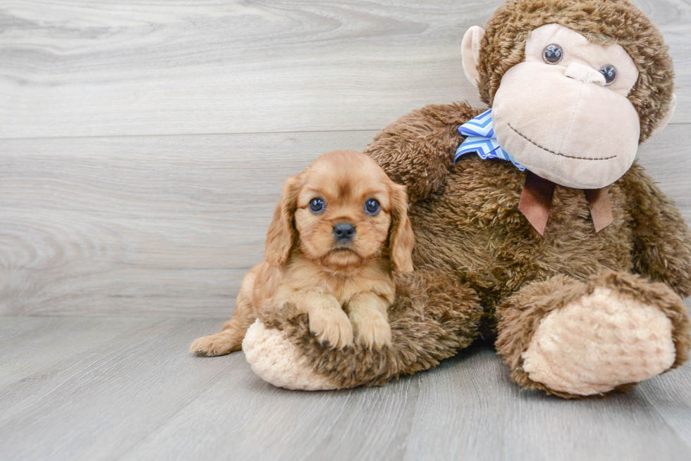 Best Cavalier King Charles Spaniel Baby