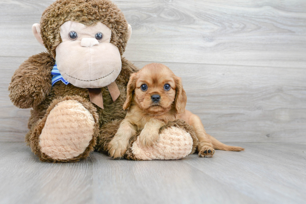 Little Cavalier King Charles Spaniel Baby