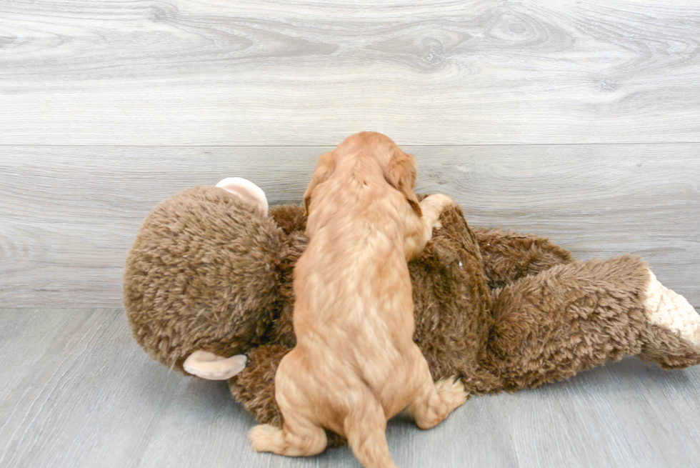 Energetic Cavalier King Charles Spaniel Purebred Puppy