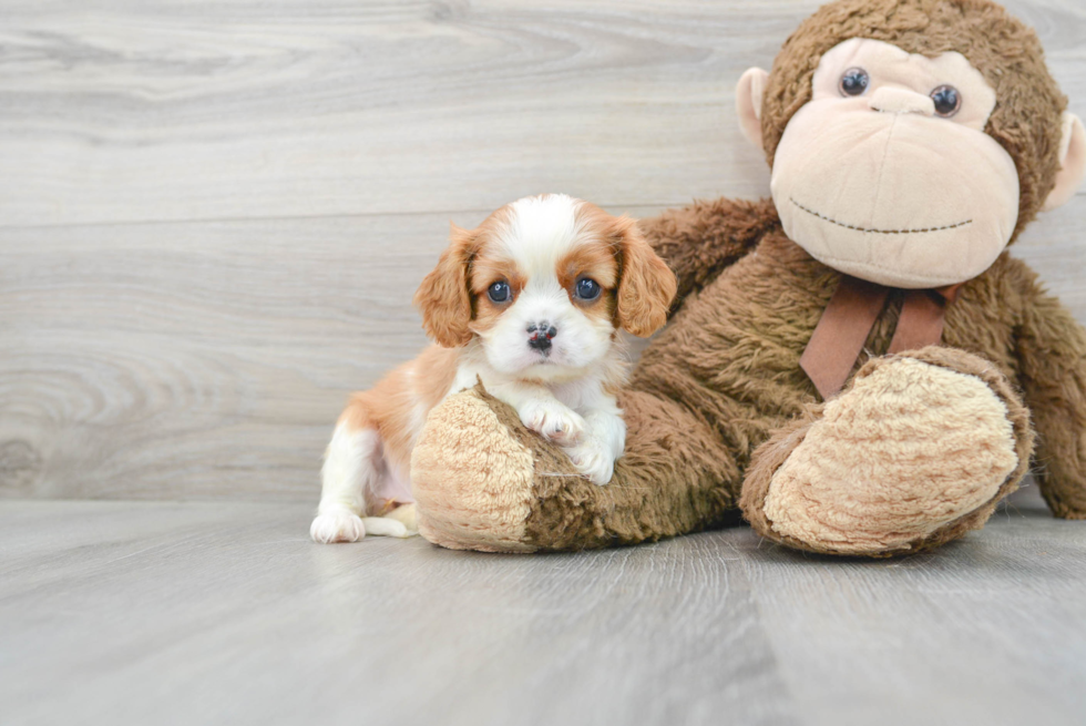 Small Cavalier King Charles Spaniel Purebred Pup