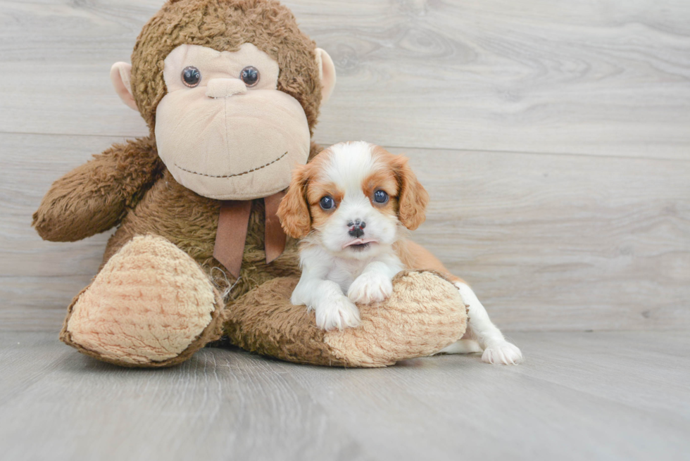 Hypoallergenic Cavalier King Charles Spaniel Baby