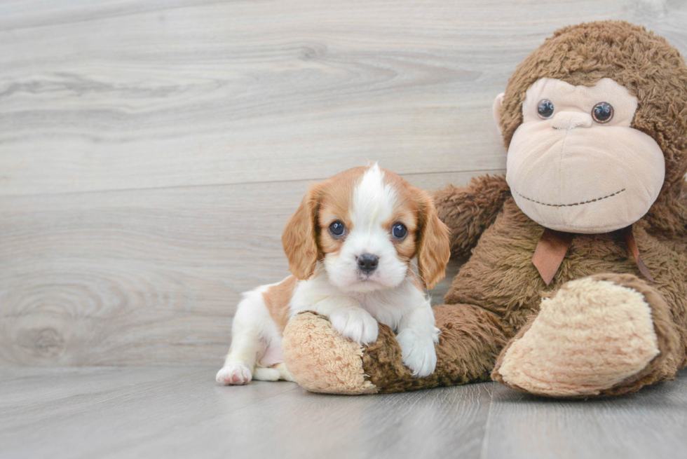 Best Cavalier King Charles Spaniel Baby