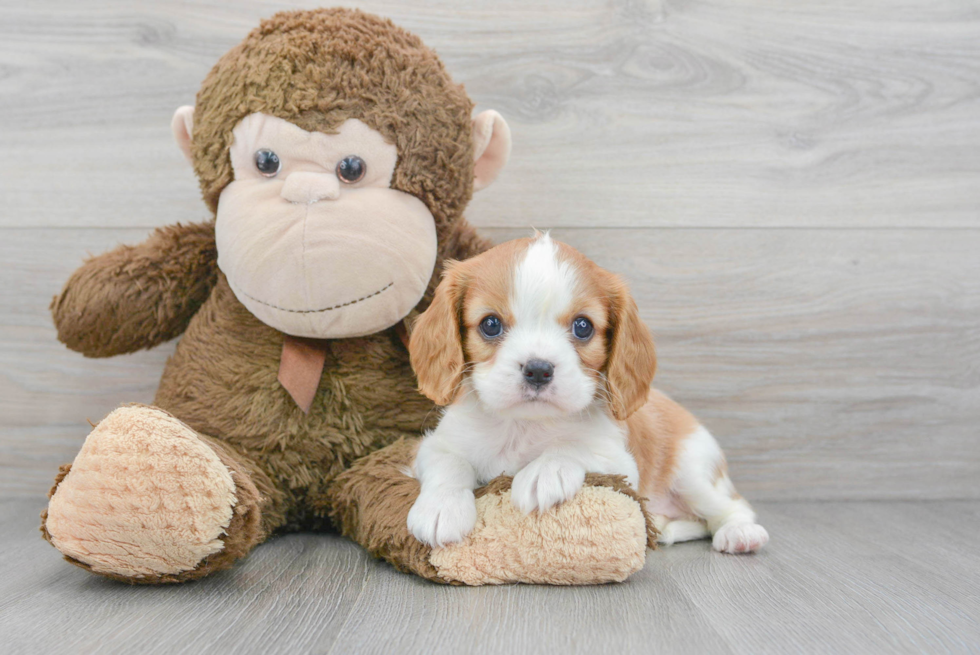 Cavalier King Charles Spaniel Pup Being Cute