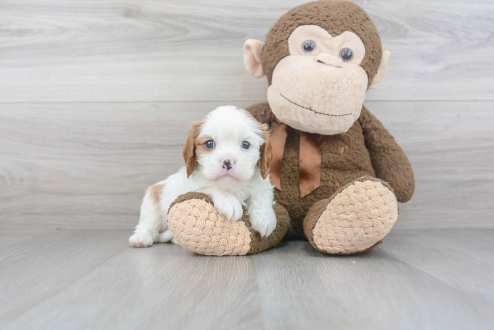 Best Cavalier King Charles Spaniel Baby