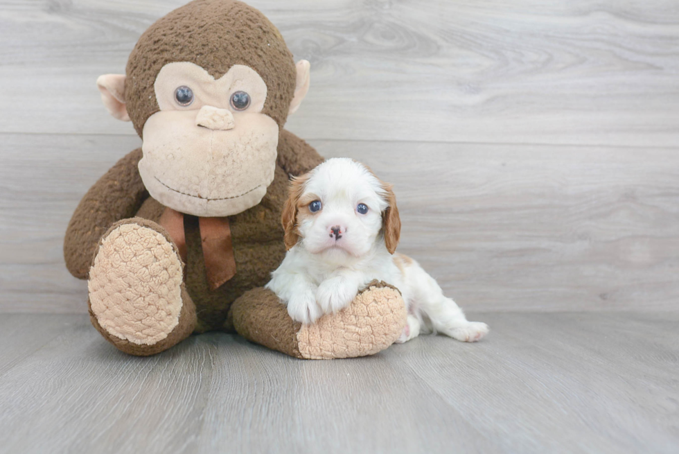 Cavalier King Charles Spaniel Pup Being Cute