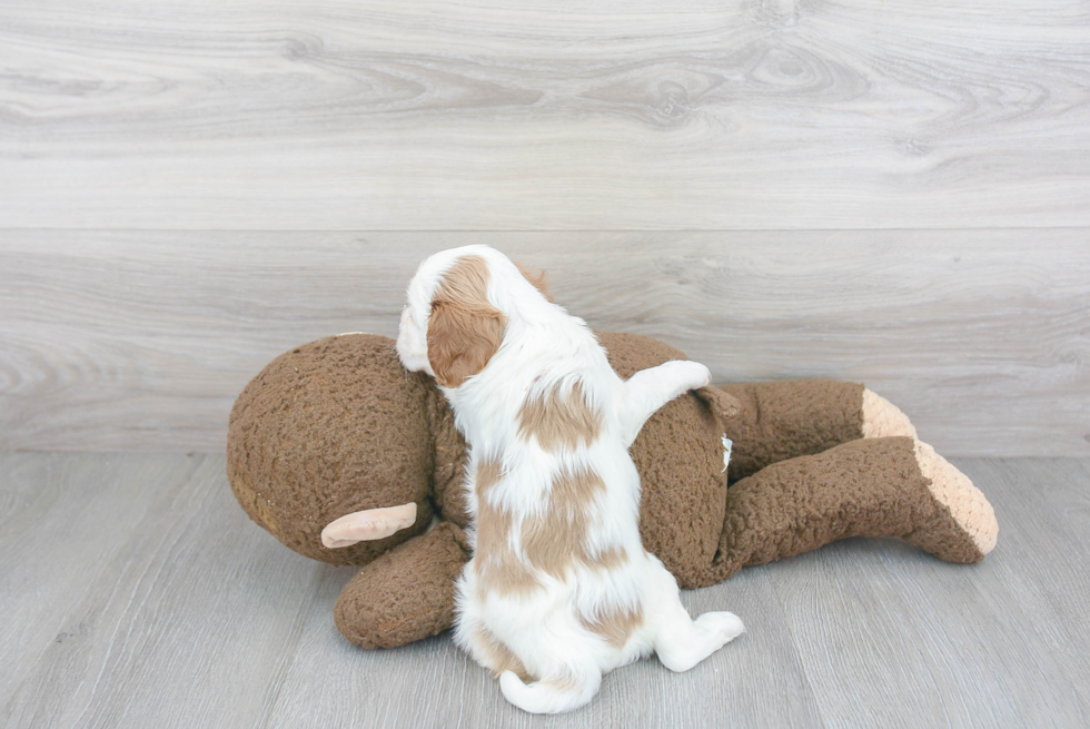 Cavalier King Charles Spaniel Pup Being Cute