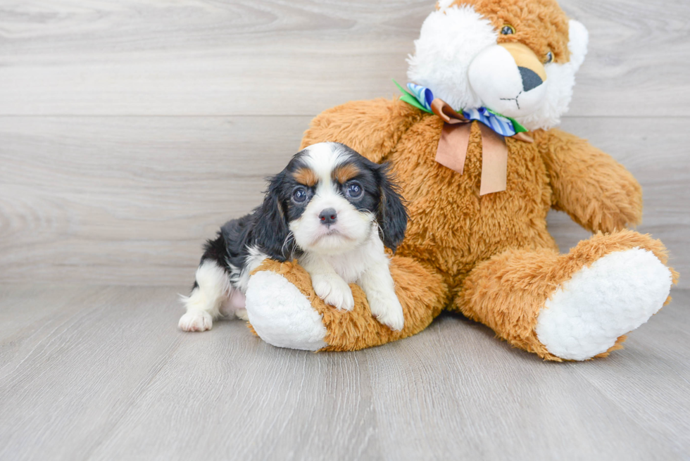 Friendly Cavalier King Charles Spaniel Baby